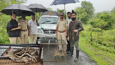 रायगड : माणगावात आढळले दुर्मीळ पिसोरी हरीण | Chevrotain
