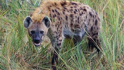 कोल्हापूर : तरसाच्या हल्ल्यात दोन शेळ्या मृत्युमुखी