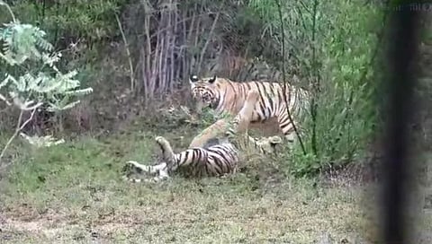 चंद्रपूर : ताडोबात वाघ आणि बछड्याची मस्ती व्हायरल