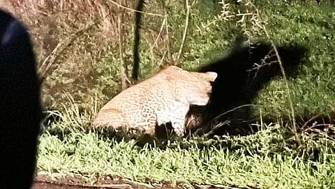 नाशिक: शिंगवे परिसरात बिबट्याचा वावर, बंदोबस्त करण्याची मागणी