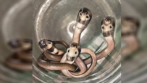 राहत्या घरात कोब्रा जातीच्या नागाची ५ पिल्ले! नागरिकांमध्ये भीतीचे वातावरण | Cobra Cub