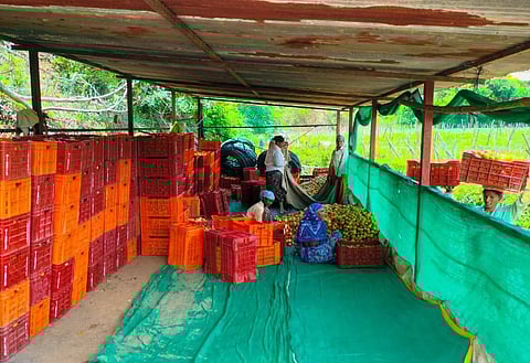 Maharashtra Tomato Farmer Success Story : पुण्यातील शेतकरी एका महिन्यात टोमॅटो विकून बनला करोडपती ! जाणून घ्या सविस्तर