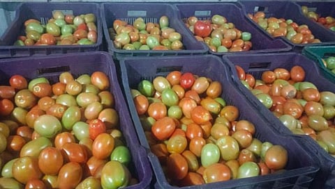 टोमॅटो प्रती क्रेट २१०० रुपये भाव शेतकऱ्यांमध्ये आनंदाचे वातावरण | Tomato Price