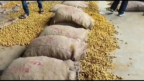 हिंगोली : हळदीचा ‘सुवर्णकाळ’ सुरूच; मोंढ्यात ८ हजार कट्ट्यांची आवक