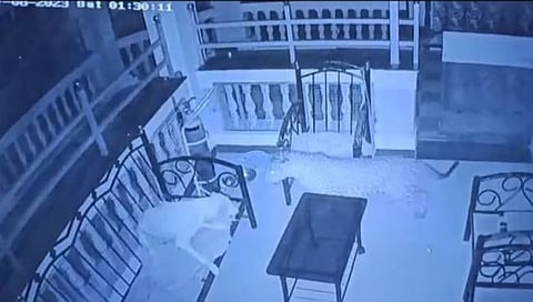 Panhala Leopard Attack : पन्हाळ्यात बिबट्या बंगल्यात शिरला अन् थेट कुत्र्यावर हल्ला केला; थरार सीसीटीव्हीत कैद