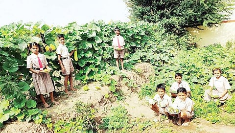 रत्नागिरी : शाळांमध्ये फुलणार आता परसबाग !