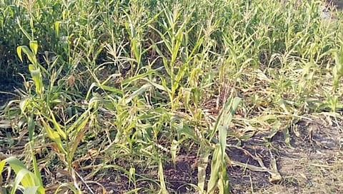 कोल्हापूर : वन्यप्राण्यांकडून पाच वर्षात १७ कोटी २६ लाखांचे नुकसान