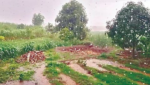 सांगली, मिरजेत संततधार जिल्ह्यात अन्यत्र तुरळकच