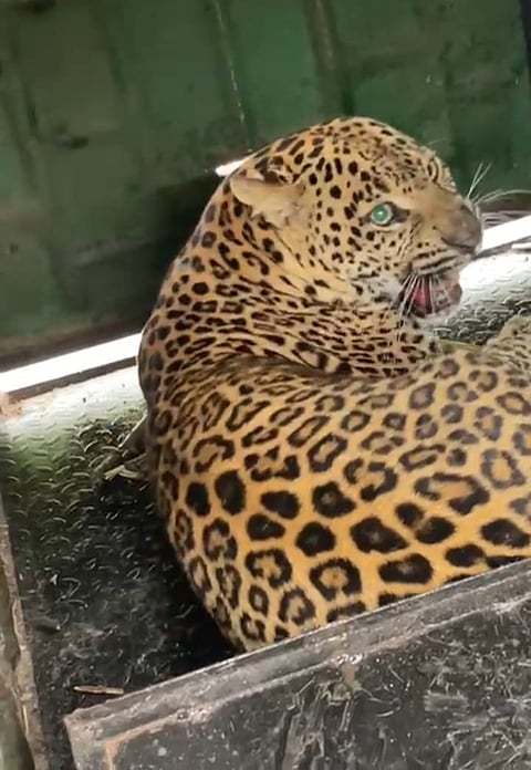 पुणे जिल्ह्यातील भागडी येथे बिबट्या अडकला पिंजऱ्यात