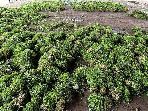 मेथी, कोथिंबीर, शेपू चे भाव गडगडले