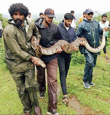 बोरजमध्ये आढळला 15 फूट अजगर