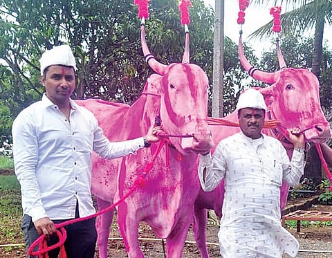 अबब! सहा लाख एक्कावन्न हजाराला बैलजोडी