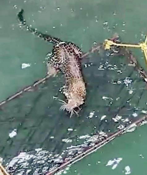 नगर : नवनाथनगरला विहिरीत पडला बिबट्या