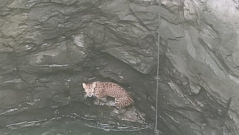 ओतुर : विहिरीत पडलेल्या बिबट मादीला जीवदान