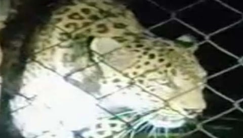 बिबट्या