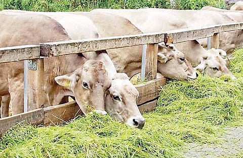 अहमदनगर जिल्ह्यात पावसाचा गुंगारा, चाराटंचाई भासण्याची शक्यता