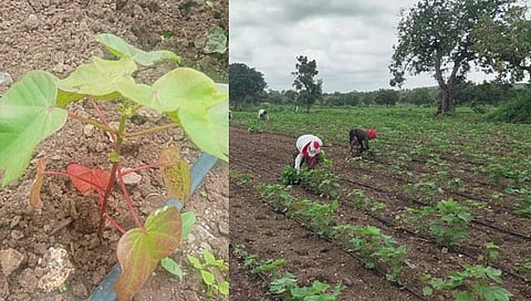 कपाशीवर ‘रोगा’ चा प्रादुर्भाव