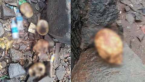 मानवी कवट्या आढळल्या