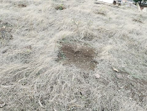 नगर : सामाजिक वनीकरणने घेतला वृक्षांचा जीव