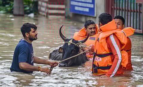 नवी दिल्लीतील निगम बोध घाट येथे पूराच्या पाण्यात अडकलेल्या गाईची सुटका करताना एनडीआरएफचे जवान.