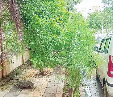 नवी सांगवी : लोंबकळणार्या फांद्यांमुळे अपघाताची भीती