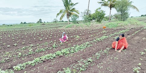 नेवासा : पाऊस लांबल्याने शेतकरी वर्ग चिंतेत