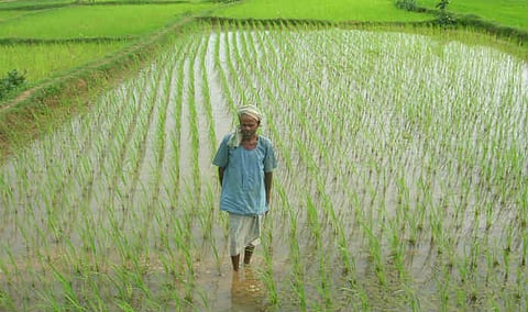 श्रीरामपूर : अतिवृष्टीच्या नुकसान यादीतून नावे वगळली