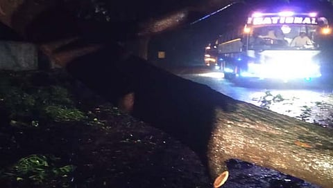 फोंडा घाटात वृक्ष कोसळला