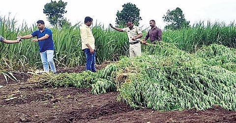 गोट्याने केला कहर..गांजाला आला बहर