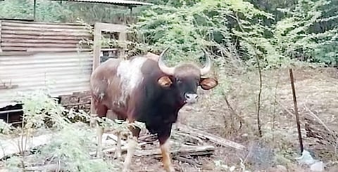 पुणे : रानगव्याला वन विभागाने केले जेरबंद