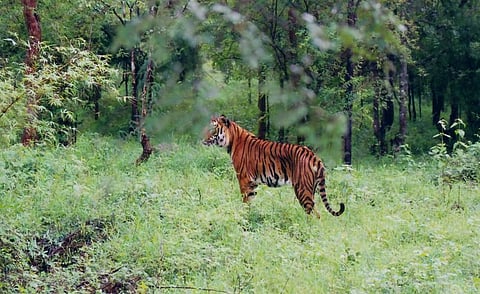 गोवा सरकार कचाट्यात, म्हादई अभयारण्य व्याघ्र आरक्षित करण्याचे हायकोर्टाचे आदेश