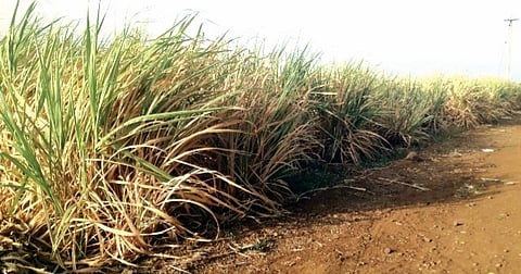 इंदापूर परिसरातील पावसाअभावी पिके लागली जळू