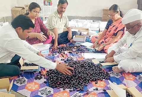 मंचर : डोंगर माळरानावर जांभूळ शेतीचा यशस्वी प्रयोग