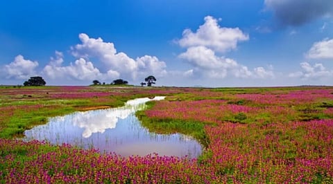 साताऱ्यातील कास पठारावरील तलावाच्या गाळाने उलगडले सुमारे 8664 वर्षापूर्वीचे हवामान बदलांचे रहस्य