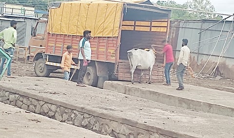 नेवाशात मोकाट जनावरांची धरपकड