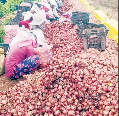 सततच्या पावसाने आरणीतील कांदे सडले