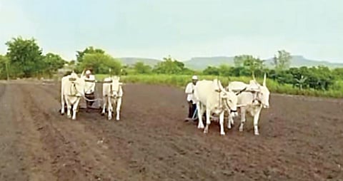 नोव्हेंबरअखेर पुणे जिल्ह्यात 47 टक्केच पेरण्या पूर्ण