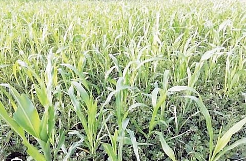 रुईछत्तीशी : संततधारेने पिकांना उभारी, आत उन्हाची गरज