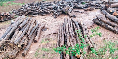राजेवाडीतील सागाच्या झाडांची बेसुमार तोड
