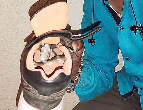 सावधान : सापांच्या प्रजननाचा काळ; बूट, मुलांची दप्तरे, खेळण्याच्या जागा, घराच्या परिसरावर लक्ष ठेवा