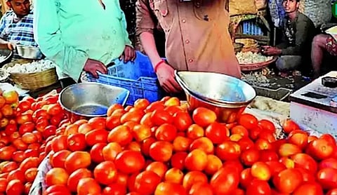 टोमॅटोचे भाव कोसळल्याने बळीराजा संकटात