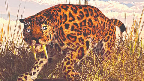 50 लाख वर्षांपूर्वी आफ्रिकेत होते मोठ्या सुळ्यांचे बिबटे