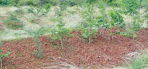 पाथर्डी ताालुक्यातील गर्भगिरी डोंगर हिरवाईने फुलला