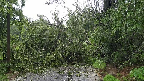 वटवृक्ष कोसळला