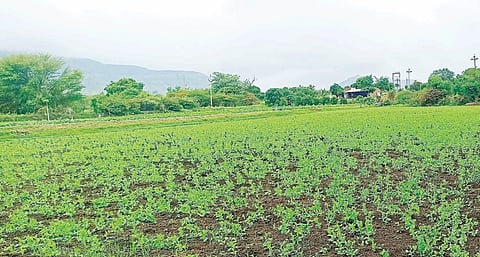 पुरंदरच्या पश्चिम भागातील वाटाणा पीक जोमात