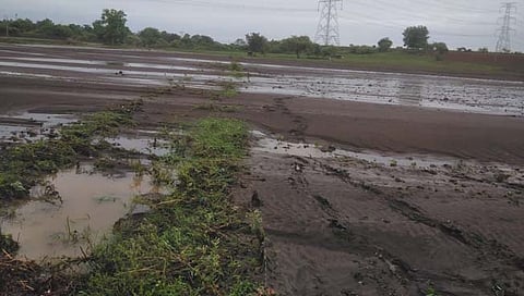Washim Rain: पावसामुळे ६ हजार ६४३ हेक्टरवरील पिके बाधित; ६ जणांचा मृत्यू