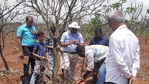 कोल्हापूर: अंबप येथील दोन एकरातील आंब्याची बाग वाळली; लाखोंचा फटका