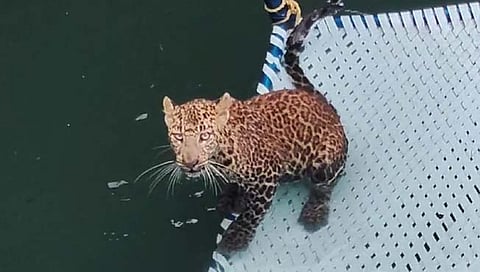 नाशिक: काठीपाडा येथे विहिरीत पडलेल्या बिबट्याची सुखरूप सुटका