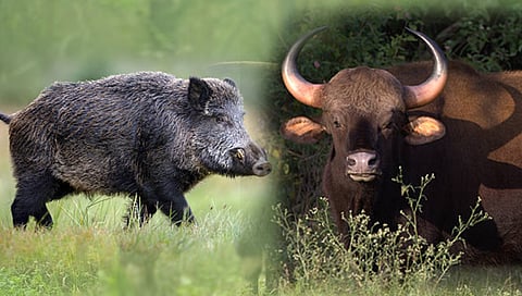 कोल्हापूर : कोतोली, कर्नाळवाडी येथे रानडुक्कर आणि गव्यांच्या कळपाकडून पिकांचे मोठे नुकसान!