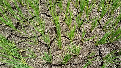 बेळगाव: पावसाची दडी, शेतकऱ्यांना चिंता